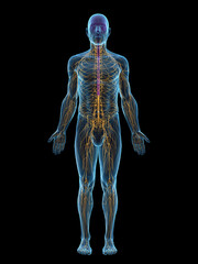 A Detailed 3D Depiction Of The Nervous System Of A Male