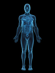 3D Anatomical Rendering Highlighting The Organs Of A Male Body