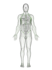A Detailed 3D Depiction Of The Lymphatic Organs Of A Male