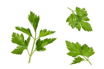 fresh parsley leaves or twigs herb isolated on white or transparent png © David Kreuzberg