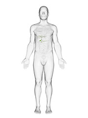 A Detailed 3D Depiction Of The Gallbladder Of A Male