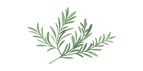 A fresh organic rosemary herb branch with green leaves is isolated on a white background, captured in a macro close-up to highlight the natural spice ingredient's herbal freshness