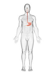 3D Anatomical Rendering Highlighting The Stomach Of A Man