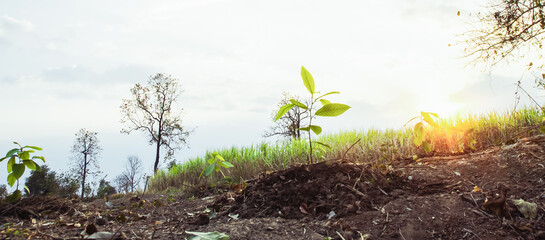 small trees, fresh green, natural planting concept.