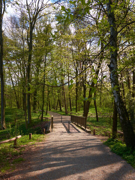Birch trees along spring path in Berlin park with wooden footbridge and new leaves