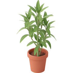 Fototapeta premium Green potted basil plant in terracotta pot isolated on white background healthy fresh herb garden cooking ingredient