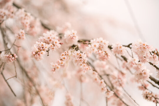 Cherry blossom branches in soft spring bloom