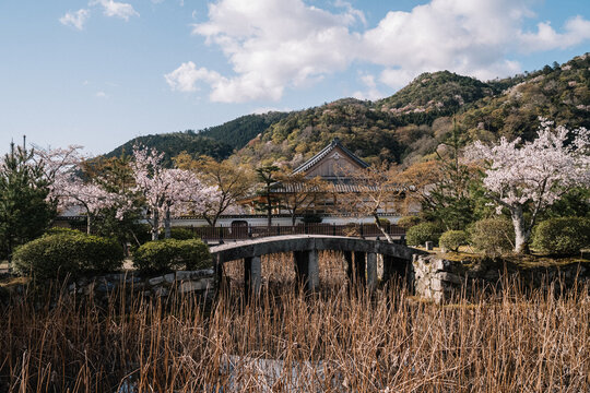 Old stone bridge and cherry blossoms over pond in early spring J