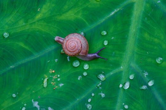 Macro Shot of a Snail on a Leaf with Water Droplets