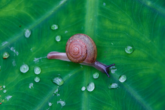 Macro Shot of a Snail on a Leaf with Water Droplets