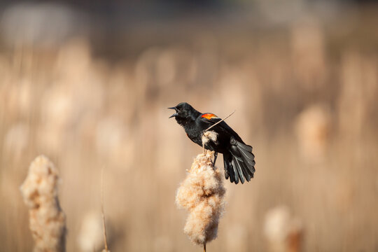 Red-winged Blackbird calling atop a spring cattail