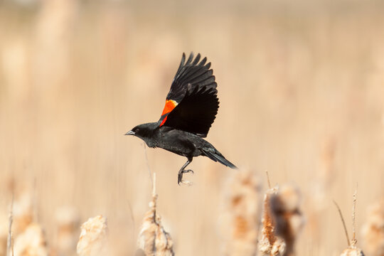 Red-winged Blackbird flying through marsh habitat