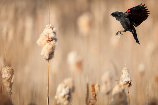Red-winged Blackbird in flight, about to land on a cattail