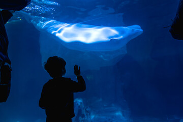Child interacting with beluga whale at aquarium © unai