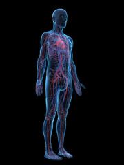 A Detailed 3D Depiction Of The Circulatory System Of A Man
