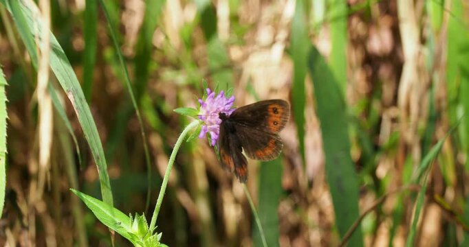 Un moir&eacute; des montagnes ou moir&eacute; stri&eacute; (Erebia montana), ailes d&eacute;ploy&eacute;es marron sombre &agrave; bande orange avec ocelles se gavant avec avidit&eacute; du nectar d'une fleur de scabieuse (Scabiosa Knautia)