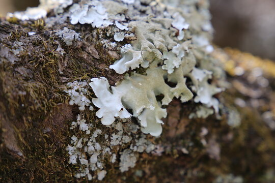 fungus on tree