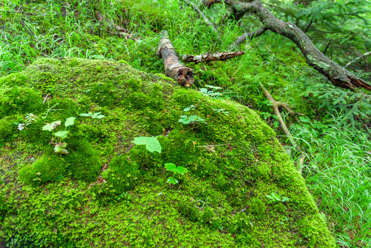 富士山吉田口登山道の苔生した岩：深い森に息づく小さな生命のミクロコスモス / Moss-Covered Rock on the Mt. Fuji Yoshida Trail: A Microcosmos of Small Lives in the Deep Forest