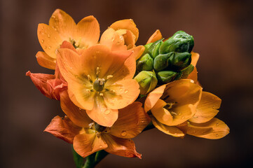Orange Sun Star Flowers with Water Drops on Brown Background