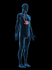 Obraz premium Detailed Illustration Of The Stomach Of A Male In Full Detail