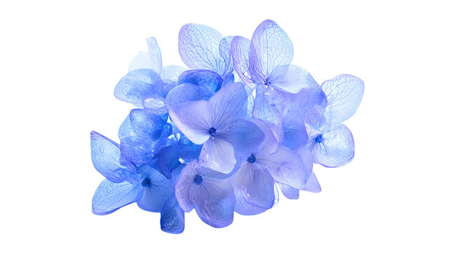 Delicate cluster of ethereal light blue hydrangea blossoms featuring intricate petal details on transparent background