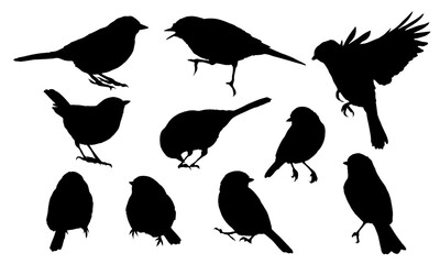 Set of Great Tit bird silhouettes isolated on white. Realistic chickadee and titmouse songbirds in different poses, flying, sitting and singing. Nature wildlife vector collection © AnnstasAg