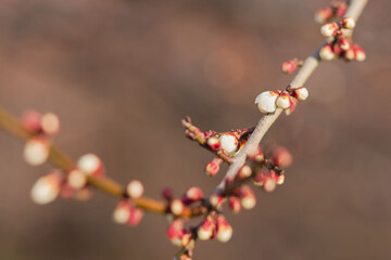 白色の梅の蕾と枝のクローズアップ11