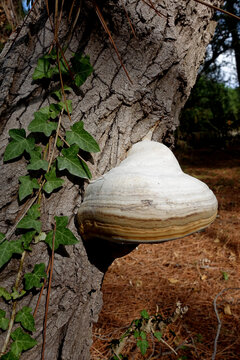 Champignon parasite sur le tronc de l arbre l amadouvier