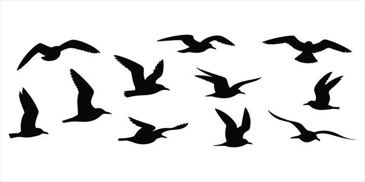 Flock of seagulls in flight silhouettes against a white background birds flying