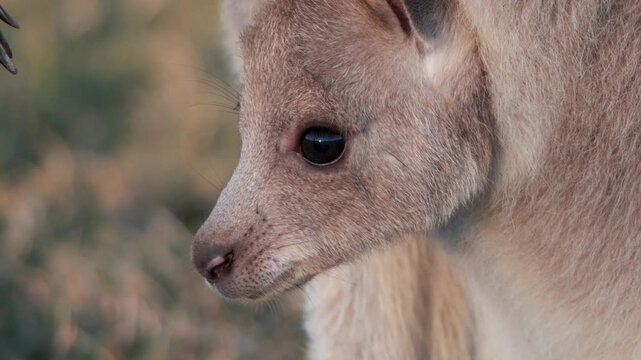 Extreme Close-Up of a Young Kangaroo Joey Looking Around