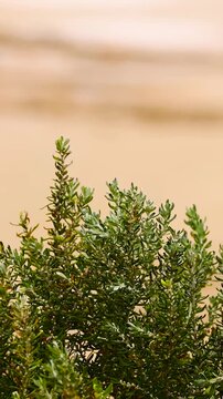 Vertical Close Up of Suaeda Esteroa Plants Swaying in Coastal Breeze