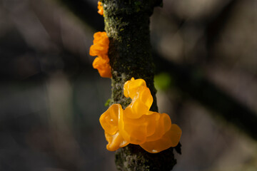 Tremella mesenterica