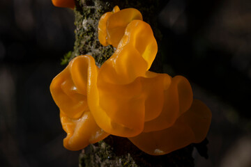 Tremella mesenterica
