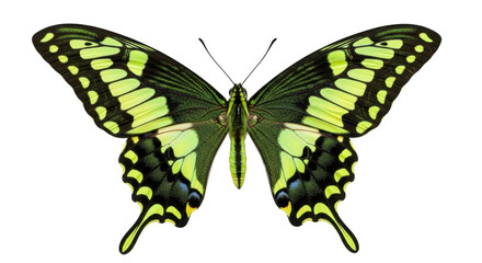 Isolated green swallowtail butterfly with spread wings viewed from above and against plain backdrop © Clementine