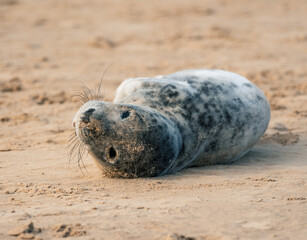 Grey seal restling on sandy beach close-up