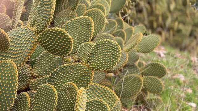Prickly pear cactus with green pads and yellow spines in natural desert garden background