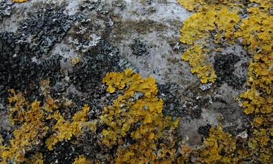 Macro of vibrant yellow lichen growing on a tree branch against a blurred winter background