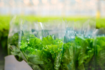 Bundles of vibrant green lettuce are sealed in clear plastic bags, standing upright on a shelf © aapsky