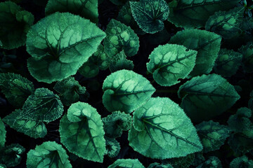 Close up image of green leaf detail. Ecology and nature