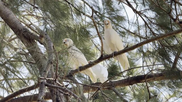 A Little Corella perched on a tree branch, showing its soft white plumage and gentle expression. The bird stands against a natural background, highlighting its calm presence and delicate features.