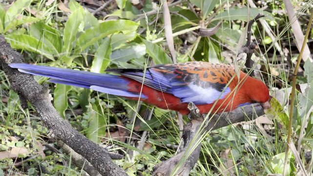 Vibrant Rosellas parrots explore the lush jungle, flying, perching, and feeding among forest trees. Stunning wildlife footage capturing natural behaviors in a serene green environment.
