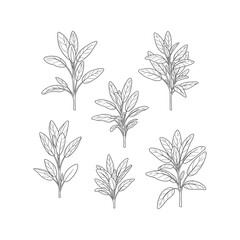 Hand Drawn Botanical Leaf Branch Set Line Art Floral Illustration Vector Collection