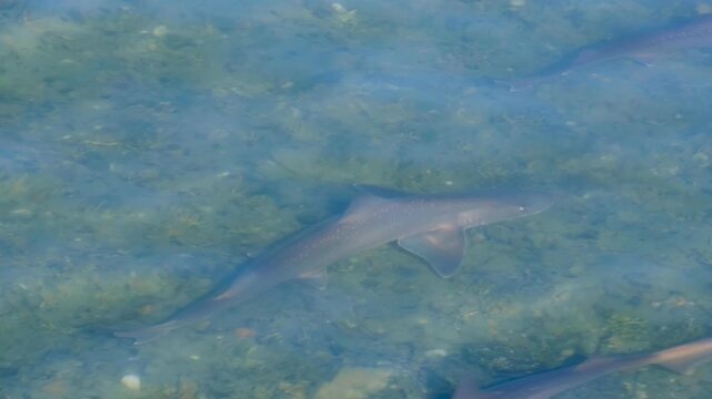 Shoals of endemic New Zealand Rig sharks swimming in shallow coastal waters looking for food in Evans Bay, Wellington NZ Aotearoa