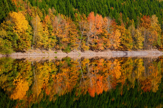 Germany, autumn forest, water reflection