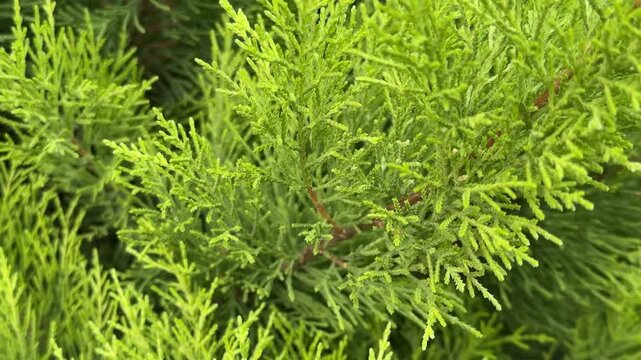 Green cedar branches in close-up, ideal for nature background or seasonal themes like Christmas