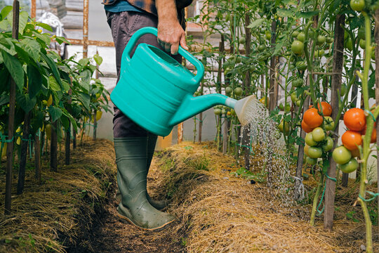 Farmer watering tomato plants