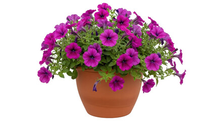 Fototapeta premium Isolated purple petunias in pot, vibrant spring colors, in terra cotta pot, beauty in nature