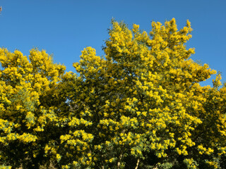 Acacia Dealbata in Full Bloom: Bright Yellow Mimosa Tree against a Clear Blue Sky during Springtime