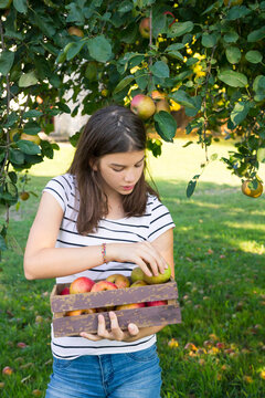 Girl with harvested apples in wooden box