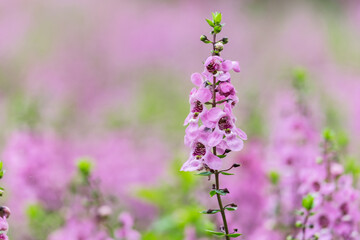 Obraz premium Close up beautiful Waew Sichuan, Angelonia goyazensis Benth; Thai style forget me not